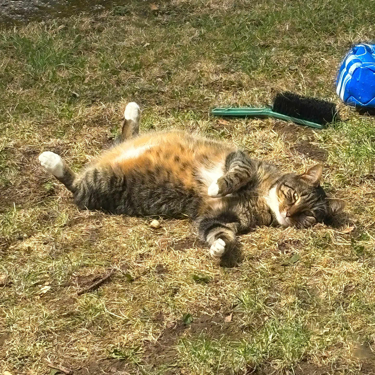 Fatty Pants is registered to the contest to win money with this photo: animal, ball, brush, cat, daylight, domestic_cat, feline, fur, grass, ground, lying_down, nature, outdoor, paw, pet, playful, relaxed, resting, sunlight, tabby_cat