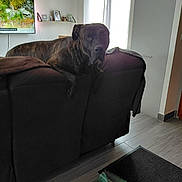 Saïko a rejoint le concours — aidez-le/la à gagner de superbes lots ! blanket, brindle, canine, couch, curtain, daylight, decor, dog, floor, furniture, home, indoor, interior, living_room, pet, picture_frame, relaxed, shelf, television, window