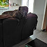 blanket, brindle, canine, couch, curtain, daylight, decor, dog, floor, furniture, home, indoor, interior, living_room, pet, picture_frame, relaxed, shelf, television, window