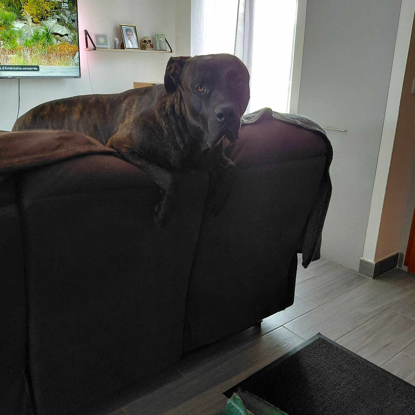 Saïko a rejoint le concours — aidez-le/la à gagner de superbes lots ! blanket, brindle, canine, couch, curtain, daylight, decor, dog, floor, furniture, home, indoor, interior, living_room, pet, picture_frame, relaxed, shelf, television, window