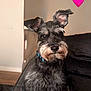 animal, brown_floor, collar, couch, cozy, cute, dog, ears, fur, furry, heart_emoji, home, indoor, looking, love, pet, portrait, schnauzer, sitting, wall