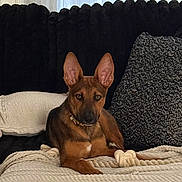 Blitz joined the competition — help win amazing prizes! dog, pet, canine, brown_dog, indoor, blanket, couch, pillow, rope_toy, relaxed, furniture, home, soft_lighting, ears, animal, laying_down, companion, cozy, domestic, portrait
