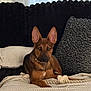 dog, pet, canine, brown_dog, indoor, blanket, couch, pillow, rope_toy, relaxed, furniture, home, soft_lighting, ears, animal, laying_down, companion, cozy, domestic, portrait