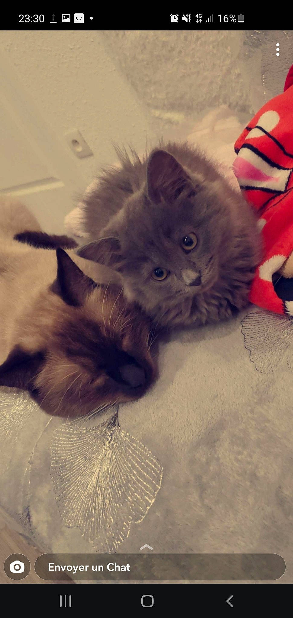 Olaf-minnie participe au concours pour gagner de l'argent avec cette photo : carnivore, cat, claw, comfort, domestic_short_haired_cat, fawn, felidae, fur, grey, mammal, paw, siamese, small_to_medium_sized_cats, snout, tail, terrestrial_animal, whiskers