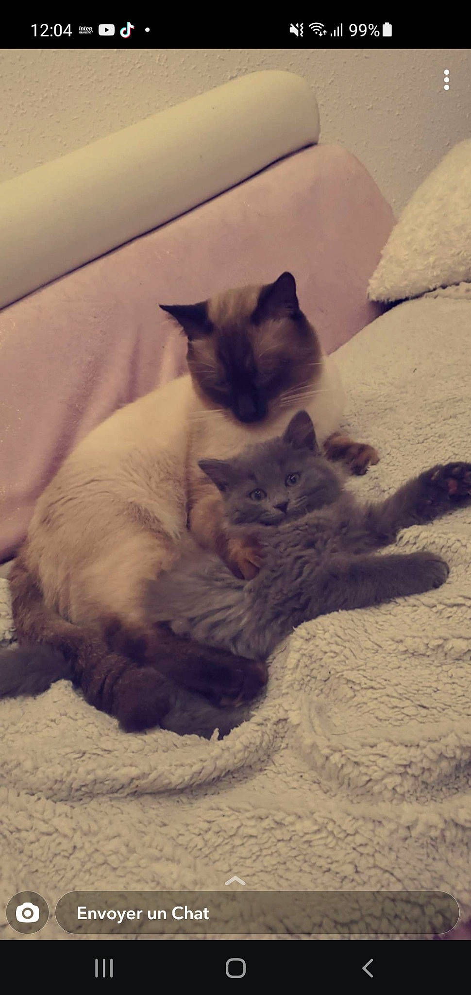 Olaf-minnie a rejoint le concours — aidez-le/la à gagner de superbes lots ! bed, carnivore, cat, cat_bed, claw, comfort, domestic_short_haired_cat, fawn, felidae, fur, nap, paw, sand, siamese, small_to_medium_sized_cats, snout, snow, tail, whiskers, winter