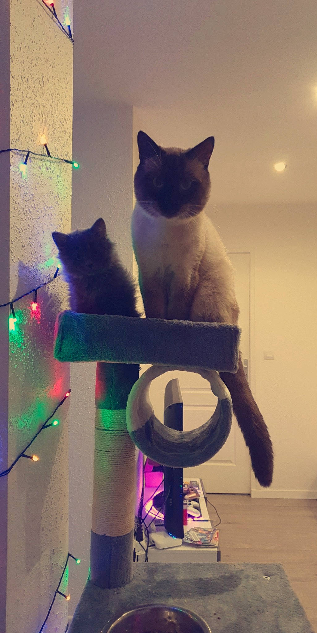 Olaf-minnie participe au concours pour gagner de l'argent avec cette photo : art, carnivore, cat, domestic_short_haired_cat, felidae, fur, interior_design, light, lighting, magenta, organ, purple, rectangle, small_to_medium_sized_cats, tail, tints_and_shades, vertebrate, whiskers, white, window