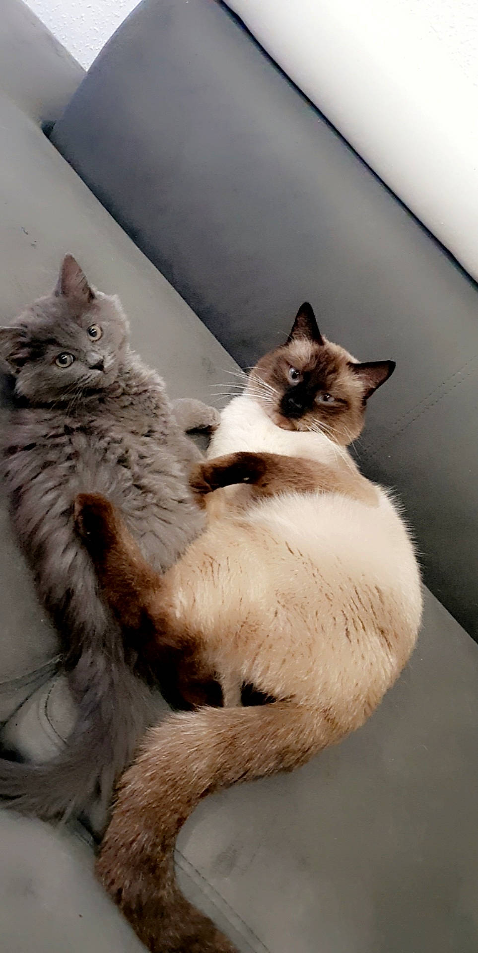 Olaf-minnie participe au concours pour gagner de l'argent avec cette photo : carnivore, cat, claw, comfort, domestic_short_haired_cat, fawn, felidae, fur, paw, siamese, small_to_medium_sized_cats, snout, tail, terrestrial_animal, thai, whiskers, window