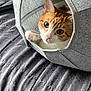 cat, orange_cat, white_cat, cat_house, felt, bedspread, gray, pet, animal, cute, curious, indoor, cozy, feline, whiskers, ears, paw, resting, looking, home
