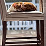 cat, sleeping, chair, indoor, sunlight, orange_cat, white_cat, pet, feline, cushion, wooden_chair, window, daylight, relaxing, cozy, domestic_animal, fur, resting, peaceful, home
