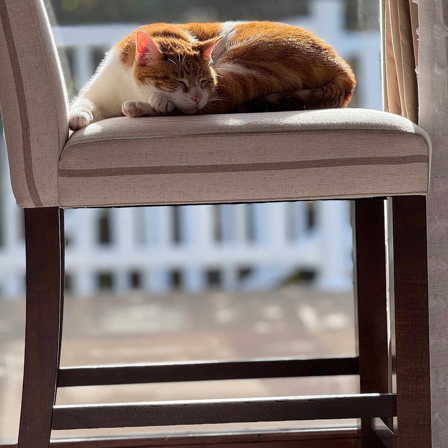 Ripplee joined the competition — help win amazing prizes! cat, chair, cozy, cushion, daylight, domestic_animal, feline, fur, home, indoor, orange_cat, peaceful, pet, relaxing, resting, sleeping, sunlight, white_cat, window, wooden_chair