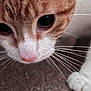 cat, close_up, orange_cat, white_cat, whiskers, curious, pet, feline, animal, carpet, floor, indoor, cute, eyes, nose, fur, paw, domestic_cat, mammal, portrait