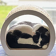Slim Shady Reed is registered to the contest to win money with this photo: cat, black_and_white, sleeping, curled_up, cat_scratch, indoor, pet, feline, cozy, resting, fur, whiskers, animal, cute, relaxing, soft_light, window, background_blur, circular, home