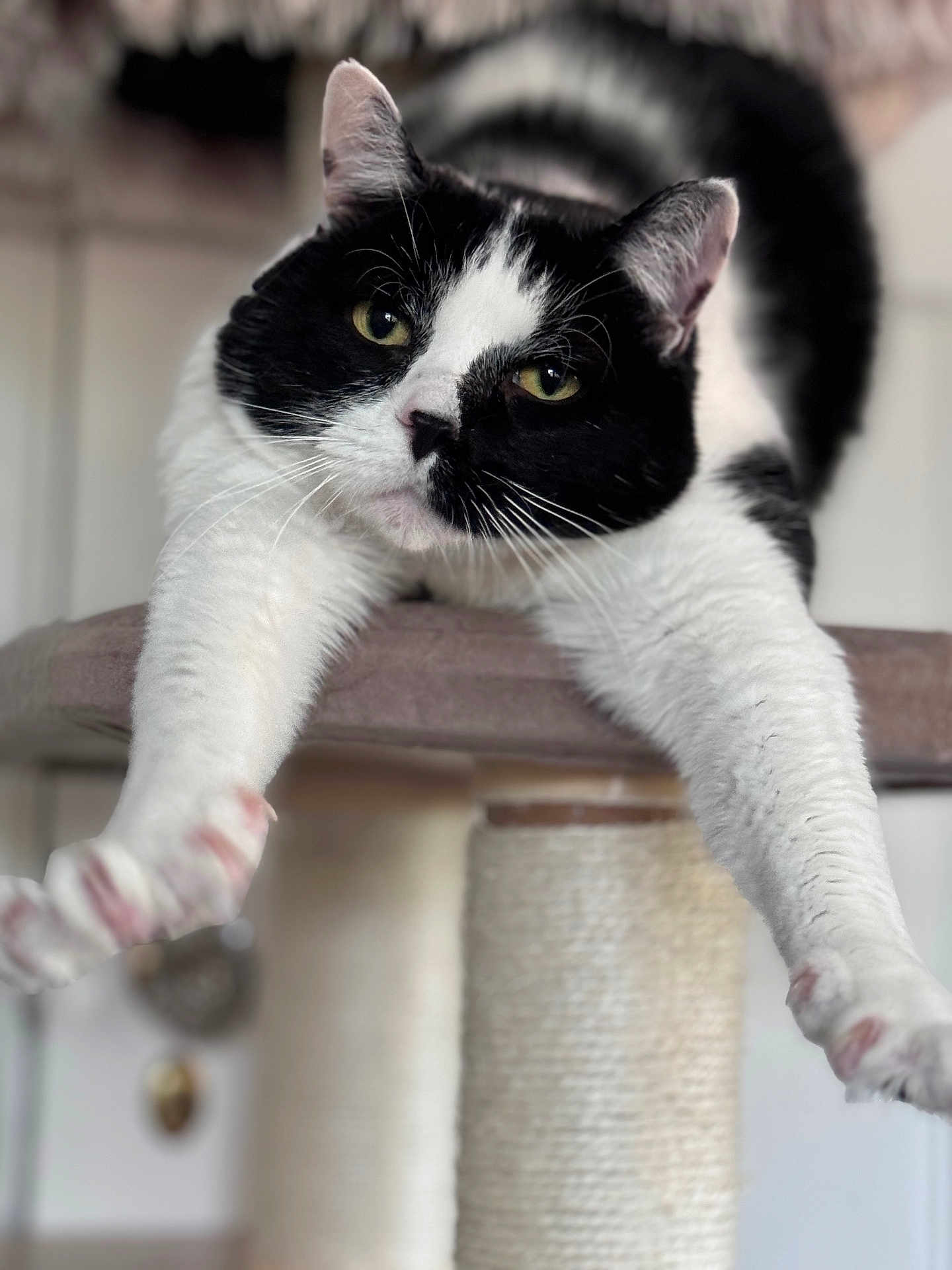 Slim Shady Reed is registered to the contest to win money with this photo: cat, black_and_white, pet, animal, feline, cat_tree, stretching, indoor, whiskers, paws, relaxed, cute, close_up, portrait, fur, eyes, household, mammal, domestic, playful