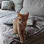 Rouky participe au concours pour gagner de l'argent avec cette photo : kitten, cat, orange_tabby, pet, indoor, couch, blanket, pillow, furniture, cozy, sitting, cute, fur, animal, domestic, living_room, resting, young, home, comfort