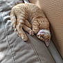 Rouky a rejoint le concours — aidez-le/la à gagner de superbes lots ! kitten, cat, sleeping, orange_tabby, fur, paw, couch, leather, sunlight, nap, pet, animal, cute, domestic_cat, resting, whiskers, indoor, cozy, feline, relaxation