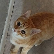 Rouky participe au concours pour gagner de l'argent avec cette photo : cat, orange_tabby, pet, indoor, floor, whiskers, curious, animal, feline, ears, fur, eyes, sitting, looking_up, domestic_cat, cute, young_cat, tile_floor, close_up, mammal