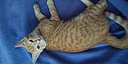 Rouky participe au concours pour gagner de l'argent avec cette photo : cat, kitten, orange_tabby, pet, animal, feline, lying_down, blanket, blue, soft_texture, cute, young_cat, whiskers, ears, tail, indoor, resting, fur, curious, domestic_animal
