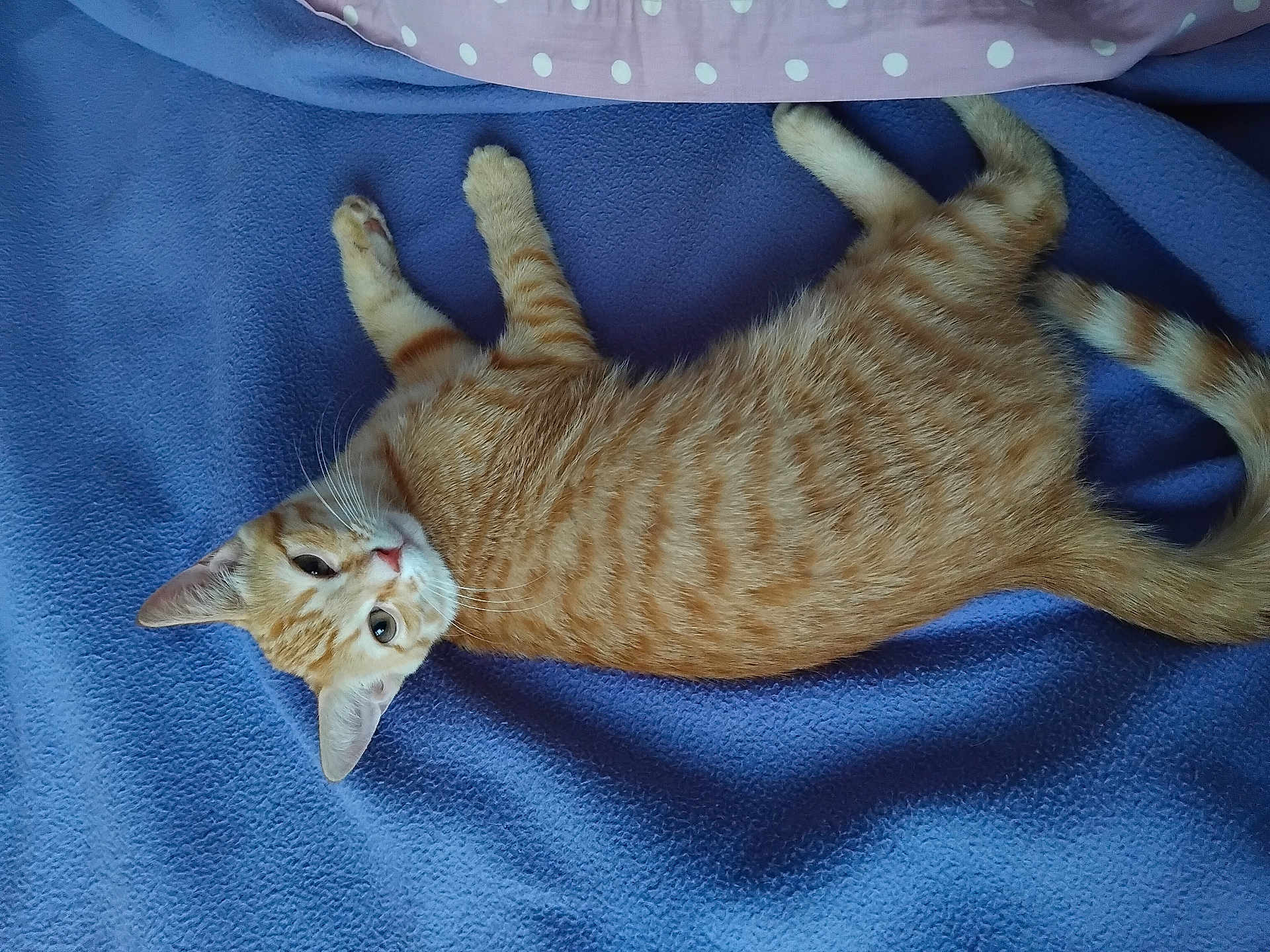 Rouky participe au concours pour gagner de l'argent avec cette photo : cat, kitten, orange_tabby, pet, animal, feline, lying_down, blanket, blue, soft_texture, cute, young_cat, whiskers, ears, tail, indoor, resting, fur, curious, domestic_animal