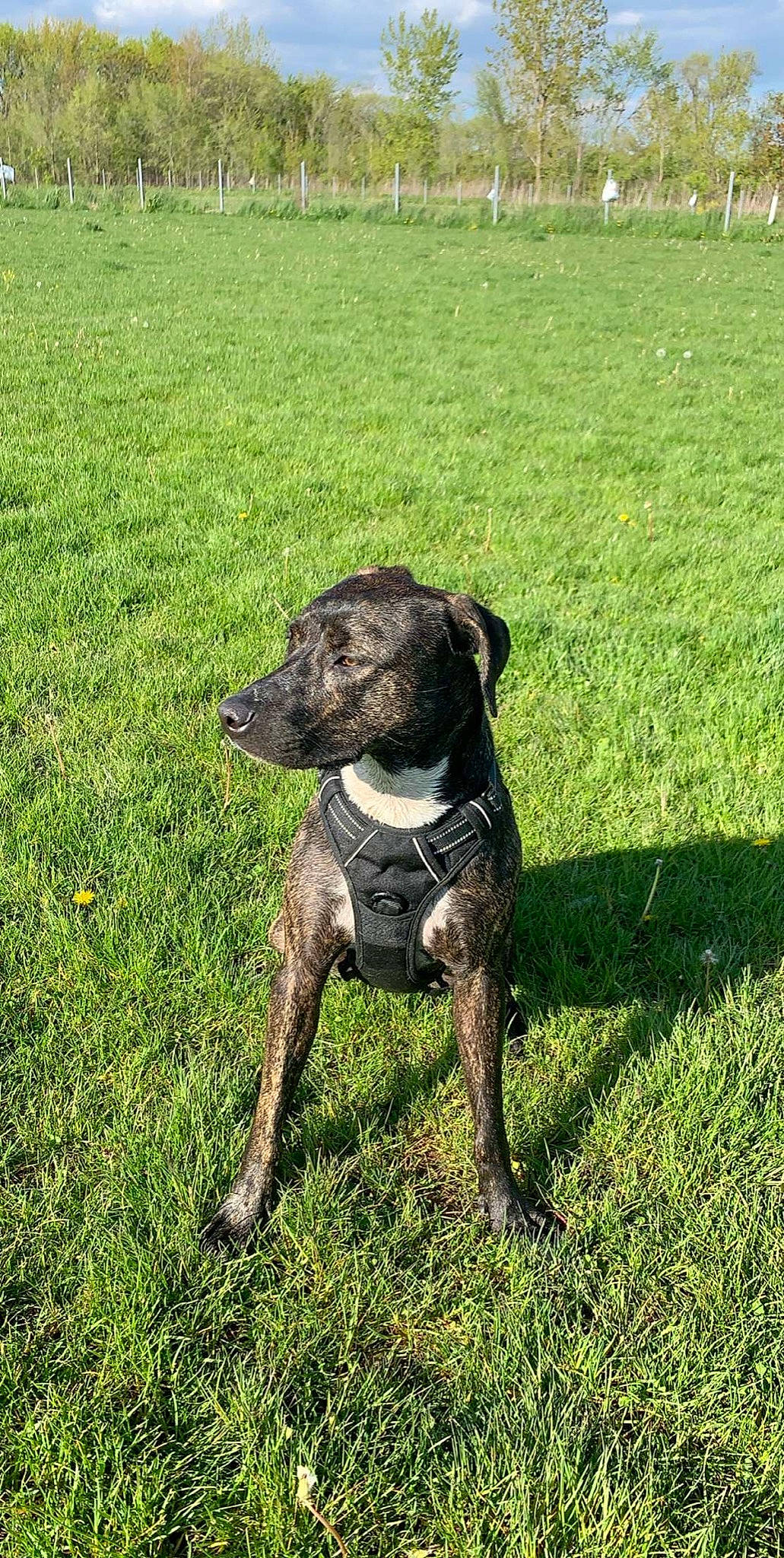 Jasmine is registered to the contest to win money with this photo: alaunt, american_pit_bull_terrier, canidae, carnivore, cimarron_uruguayo, companion_dog, dog, dog_breed, grass, lurcher, mammal, mountain_cur, patterdale_terrier, plant, plott_hound, rare_breed_dog, sporting_group, terrier, treeing_tennessee_brindle, vertebrate