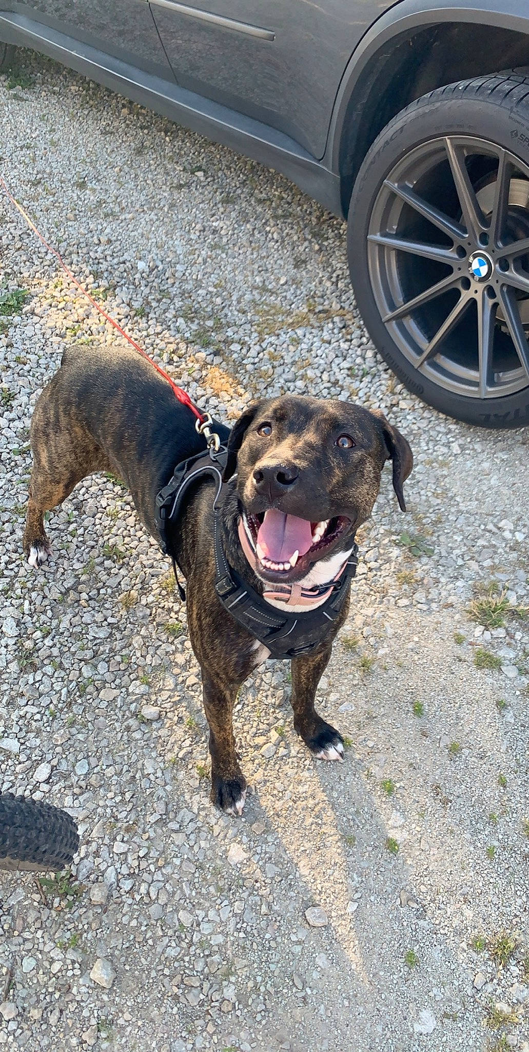 Jasmine joined the competition — help win amazing prizes! american_bulldog, american_pit_bull_terrier, canidae, carnivore, dog, dog_breed, dog_walking, fawn, leash, mammal, pit_bull, plott_hound, rare_breed_dog, sporting_group, staffordshire_bull_terrier, vertebrate