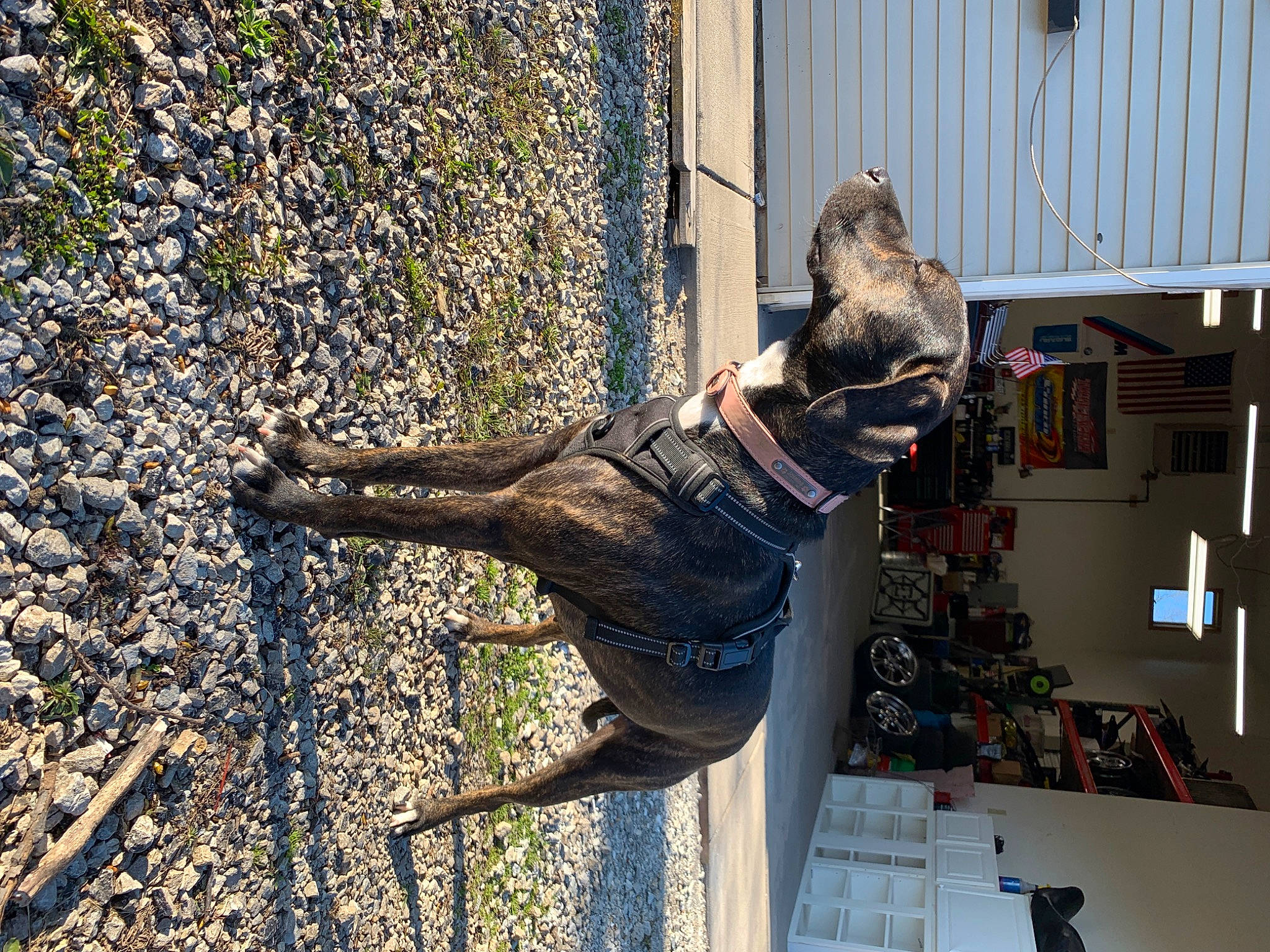 Jasmine is registered to the contest to win money with this photo: canidae, fun, wood