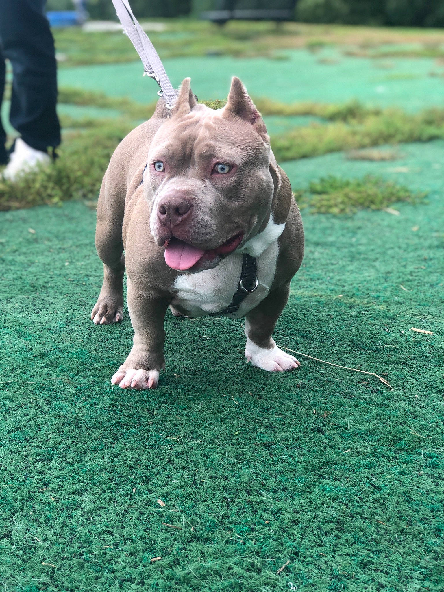 Godzella is registered to the contest to win money with this photo: american_pit_bull_terrier, american_staffordshire_terrier, bull_and_terrier, canidae, carnivore, companion_dog, dog, dog_breed, fawn, grass, mammal, non_sporting_group, pit_bull, rare_breed_dog, snout, sporting_group, staffordshire_bull_terrier, terrier, vertebrate