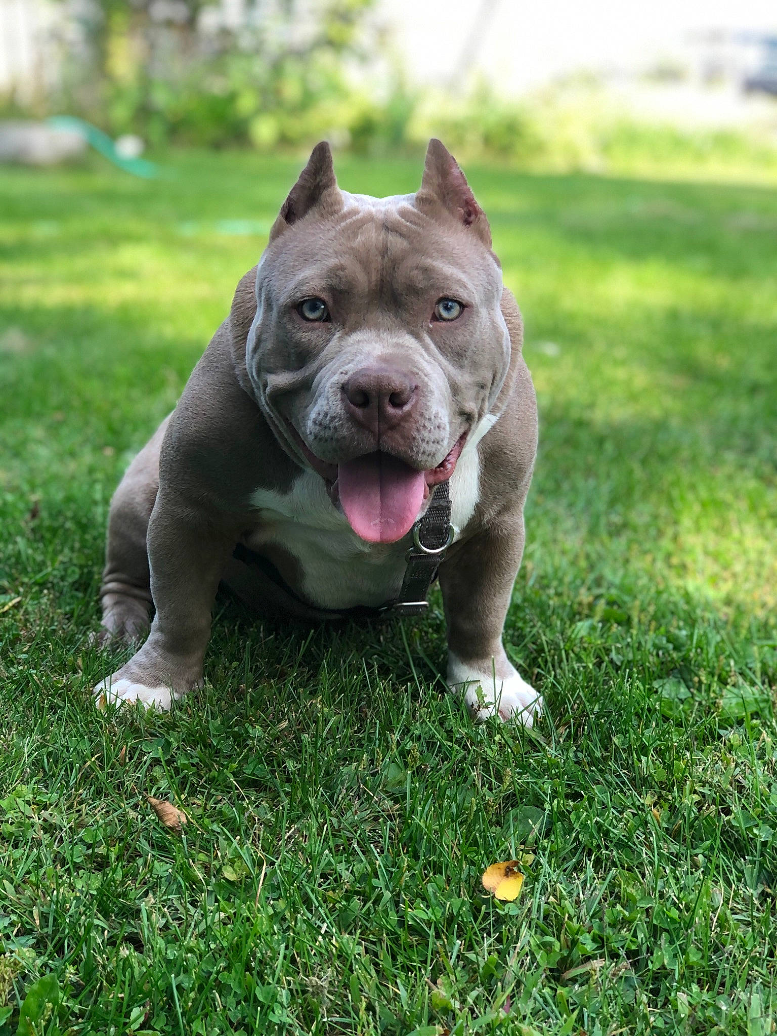 Godzella joined the competition — help win amazing prizes! american_pit_bull_terrier, american_staffordshire_terrier, bull_and_terrier, canidae, carnivore, companion_dog, dog, dog_breed, fawn, grass, mammal, non_sporting_group, pit_bull, plant, rare_breed_dog, snout, sporting_group, staffordshire_bull_terrier, terrier, vertebrate