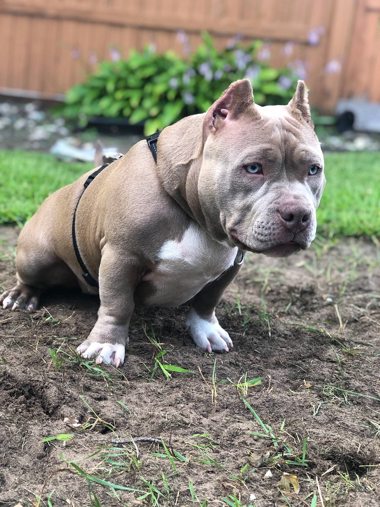 Godzella joined the competition — help win amazing prizes! american_bulldog, american_pit_bull_terrier, american_staffordshire_terrier, ancient_dog_breeds, bull_and_terrier, canidae, carnivore, companion_dog, dog, dog_breed, fawn, grass, mammal, non_sporting_group, pit_bull, rare_breed_dog, snout, staffordshire_bull_terrier, terrier, vertebrate