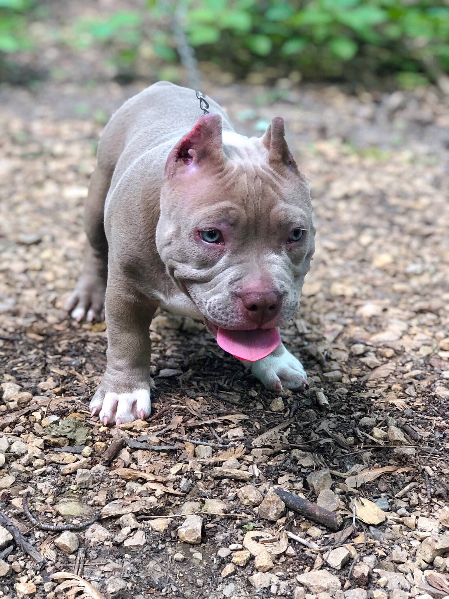 Godzella is registered to the contest to win money with this photo: adventure, american_pit_bull_terrier, american_staffordshire_terrier, canidae, carnivore, dog, dog_breed, fawn, mammal, non_sporting_group, pit_bull, puppy, rare_breed_dog, snout