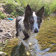 Jungko participe au concours pour gagner de l'argent avec cette photo : animal, black_and_white, blue_eyes, border_collie, canine, curious, daytime, dog, forest, grass, nature, outdoor, paw, reflection, riverbank, rocks, stream, sunlight, water, wet_fur