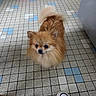 Paillette a rejoint le concours — aidez-le/la à gagner de superbes lots ! dog, pomeranian, small_dog, fluffy, indoor, tiled_floor, pet_bed, pet_accessory, shoes, sneakers, floor_tiles, curious, standing, brown_dog, white_shoes, black_shoes, looking_up, pet, cute, companion