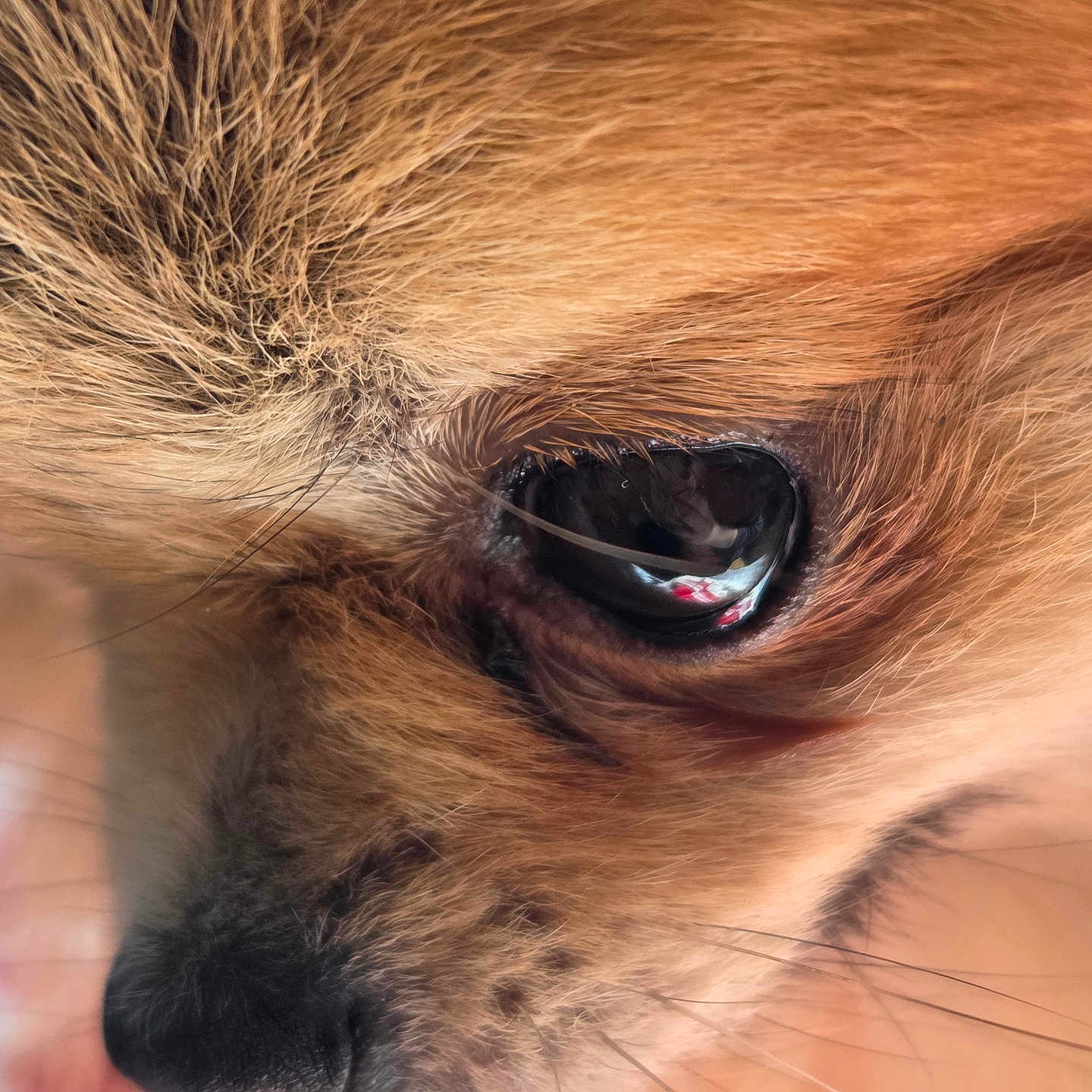 Paillette participe au concours pour gagner de l'argent avec cette photo : dog, close_up, eye, snout, fur, whiskers, reflection, pet, animal, brown_fur, muzzle, macro, cute, portrait, canine, texture, soft, nose, detail, warm_colors
