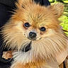 dog, pomeranian, fluffy, pet, animal, fur, cute, outdoor, portrait, closeup, face, ears, eyes, nose, mouth, person_holding, hand, nature, greenery, sunlight