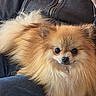 Paillette participe au concours pour gagner de l'argent avec cette photo : dog, pomeranian, fluffy, pet, animal, fur, cute, lap, clothing, hoodie, jeans, person, indoor, portrait, closeup, brown, tan, small_dog, companion, friendly