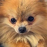 Paillette a rejoint le concours — aidez-le/la à gagner de superbes lots ! dog, pomeranian, close_up, fluffy, cute, pet, animal, eyes, nose, fur, portrait, small_dog, adorable, mammal, indoors, face, whiskers, expression, golden, friendly