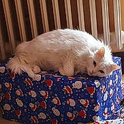 Mms participe au concours pour gagner de l'argent avec cette photo : animal, box, cat, christmas_theme, cozy, decor, feline, floor, fur, holiday, indoor, pet, radiator, relaxed, resting, santa_pattern, sleeping, snowman_pattern, white_cat, wrapped_box