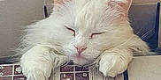 Mms participe au concours pour gagner de l'argent avec cette photo : animal, box, cardboard_box, cat, closeup, cozy, cute, ears, feline, fluffy, indoors, paws, pet, pink_nose, relaxed, resting, sleeping, soft_fur, whiskers, white_cat