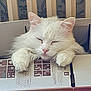 animal, box, cardboard_box, cat, closeup, cozy, cute, ears, feline, fluffy, indoors, paws, pet, pink_nose, relaxed, resting, sleeping, soft_fur, whiskers, white_cat