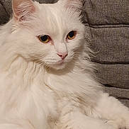Mms participe au concours pour gagner de l'argent avec cette photo : cat, white_cat, fluffy, pet, animal, feline, indoor, closeup, portrait, relaxed, cushion, gray_background, whiskers, ears, eyes, fur, mammal, domestic_animal, resting, cute