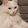 cat, white_cat, fluffy, pet, animal, feline, indoor, closeup, portrait, relaxed, cushion, gray_background, whiskers, ears, eyes, fur, mammal, domestic_animal, resting, cute