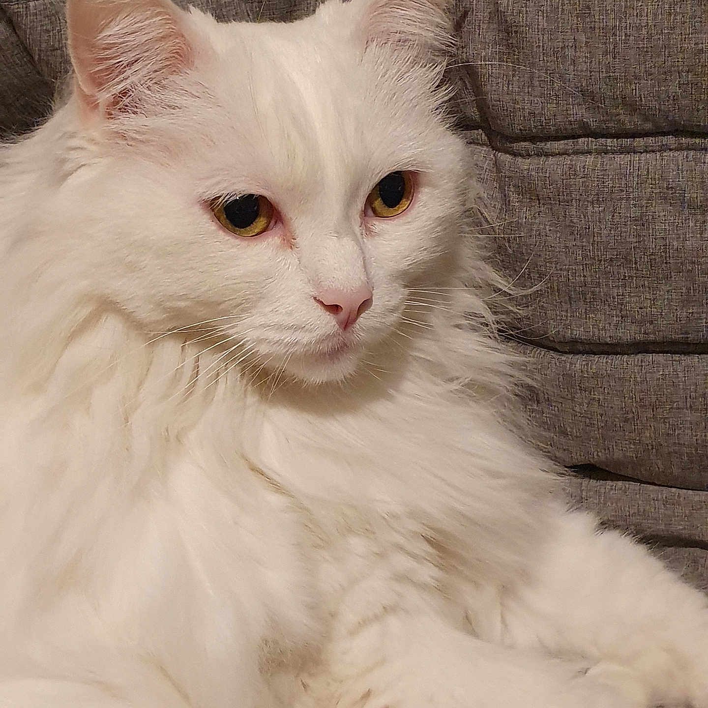 Mms participe au concours pour gagner de l'argent avec cette photo : animal, cat, closeup, cushion, cute, domestic_animal, ears, eyes, feline, fluffy, fur, gray_background, indoor, mammal, pet, portrait, relaxed, resting, whiskers, white_cat