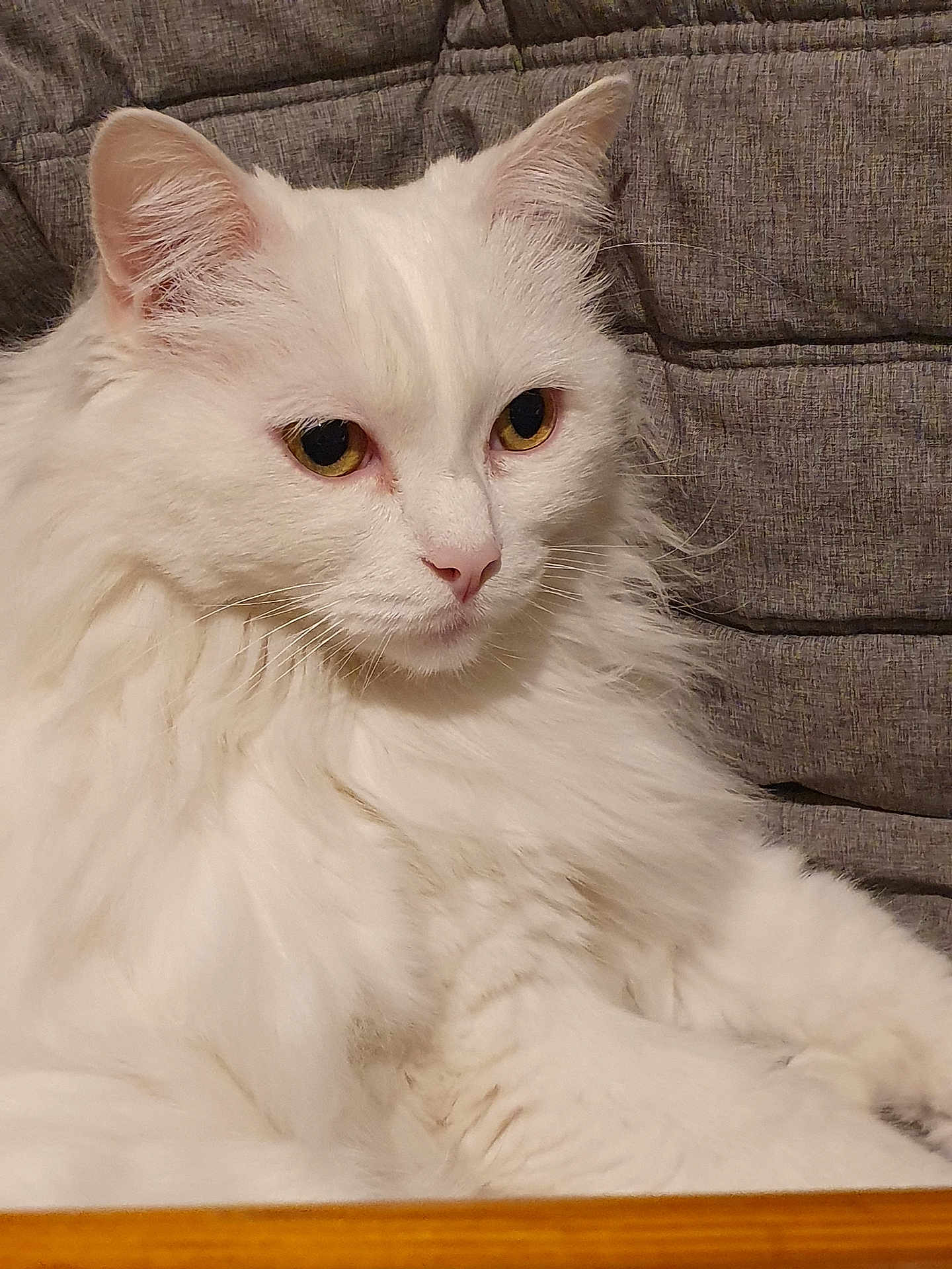 Mms participe au concours pour gagner de l'argent avec cette photo : cat, white_cat, fluffy, pet, animal, feline, indoor, closeup, portrait, relaxed, cushion, gray_background, whiskers, ears, eyes, fur, mammal, domestic_animal, resting, cute