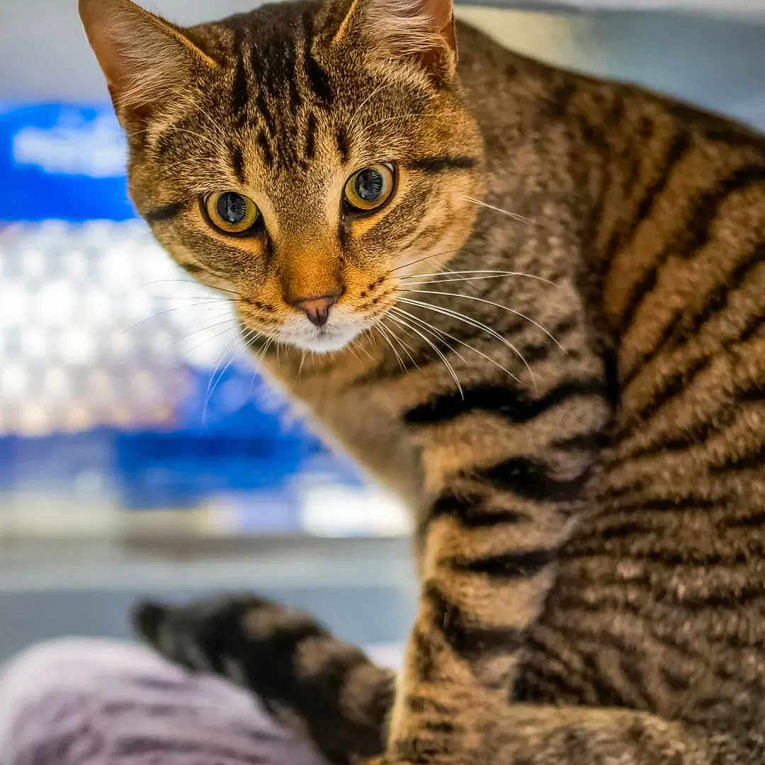 Milo is registered to the contest to win money with this photo: animal, bokeh_background, cat, close_up, curious, domestic_cat, ears, feline, fur, golden_eyes, indoor, looking_at_camera, paws, pet, portrait, sitting, striped_fur, tabby_cat, towel, whiskers