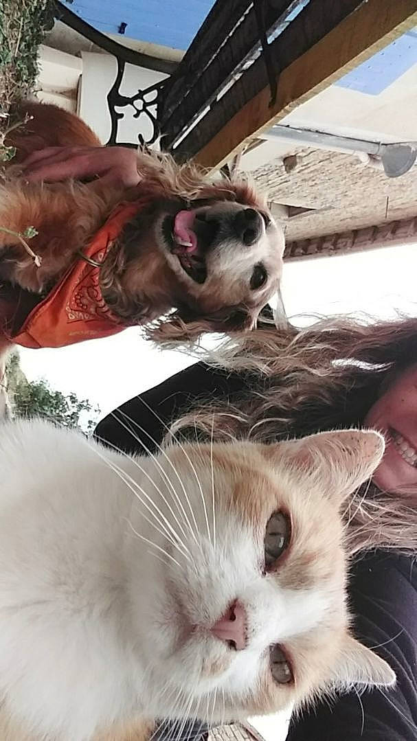 Tarzan participe au concours pour gagner de l'argent avec cette photo : carnivore, cat, comfort, companion_dog, dog_breed, fawn, felidae, fur, happy, liver, paw, small_to_medium_sized_cats, smile, snapshot, snout, terrestrial_animal, whiskers, working_animal