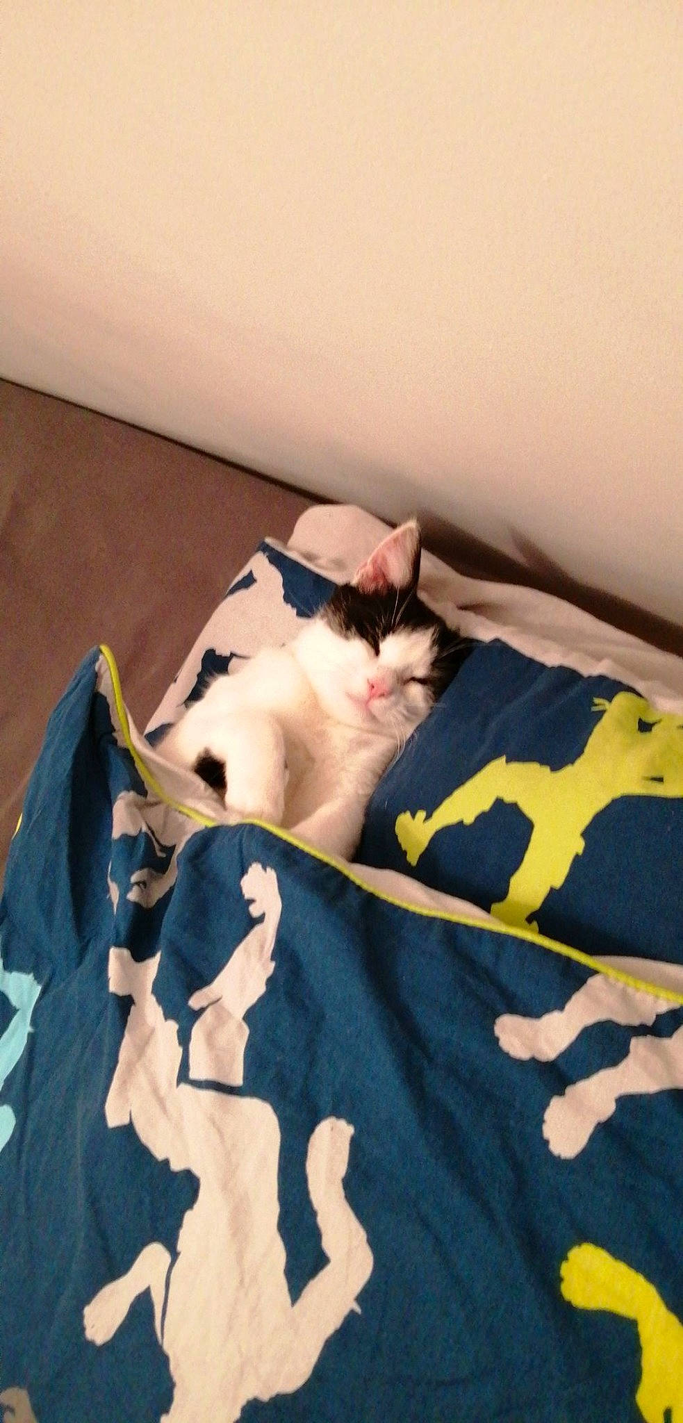 Boubou participe au concours pour gagner de l'argent avec cette photo : bed_sheet, bedding, carnivore, cat, comfort, domestic_short_haired_cat, felidae, formal_wear, fur, grey, linens, mammal, packaging_and_labeling, pattern, room, small_to_medium_sized_cats, tail, vertebrate, whiskers, wood