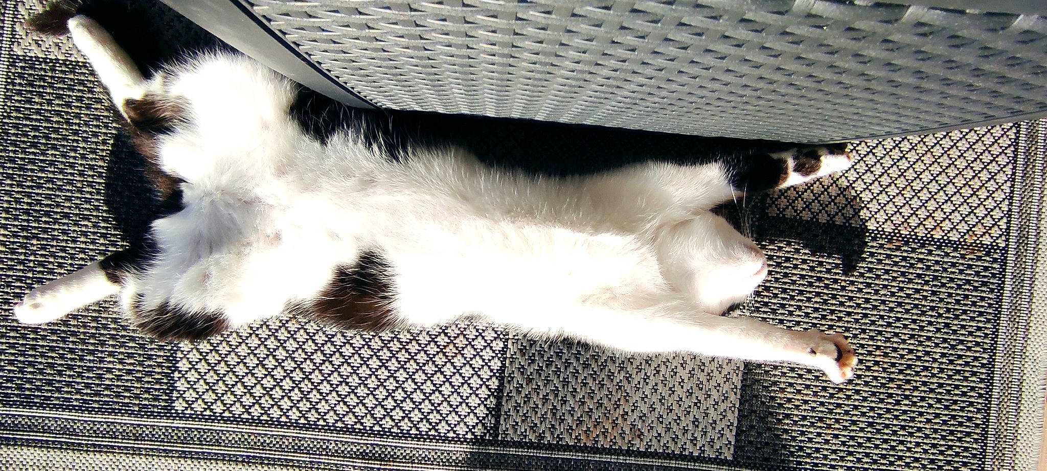 Boubou a rejoint le concours — aidez-le/la à gagner de superbes lots ! canidae, carnivore, cat, claw, comfort, dog_breed, domestic_short_haired_cat, felidae, fur, human_leg, leg, monochrome_photography, nap, paw, sleep, small_to_medium_sized_cats, sporting_group, tail, tints_and_shades, whiskers