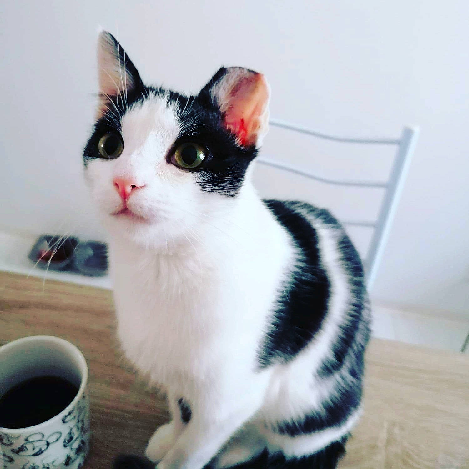 Boubou a rejoint le concours — aidez-le/la à gagner de superbes lots ! carnivore, cat, coffee, coffee_cup, cup, domestic_short_haired_cat, drinkware, felidae, java_coffee, kapeng_barako, kona_coffee, kopi_luwak, kopi_tubruk, serveware, small_to_medium_sized_cats, snout, tableware, tail, tea, whiskers