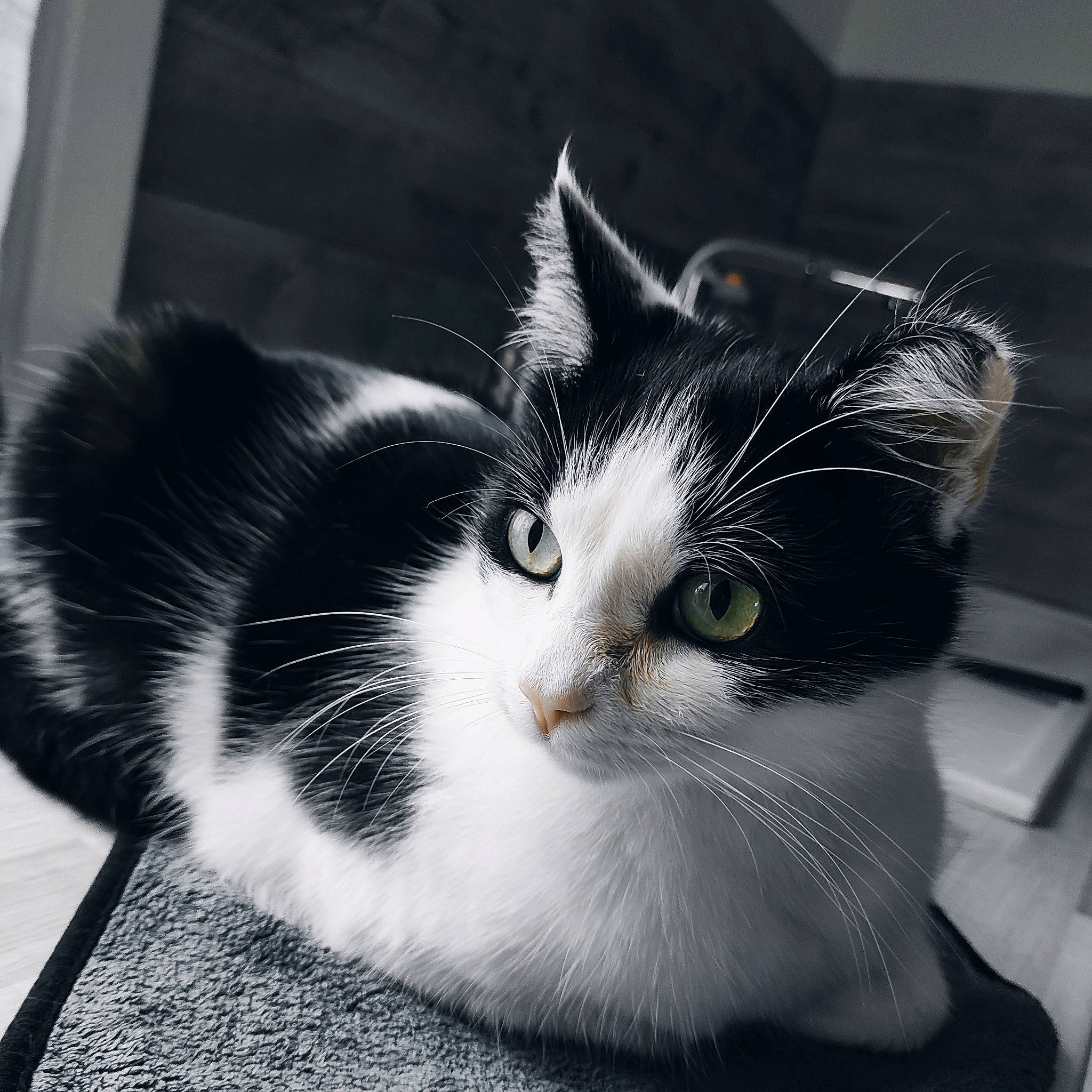 Boubou a rejoint le concours — aidez-le/la à gagner de superbes lots ! carnivore, cat, claw, comfort, domestic_short_haired_cat, eye, felidae, foot, fur, head, human_body, leg, monochrome, monochrome_photography, paw, small_to_medium_sized_cats, snout, tail, whiskers, window