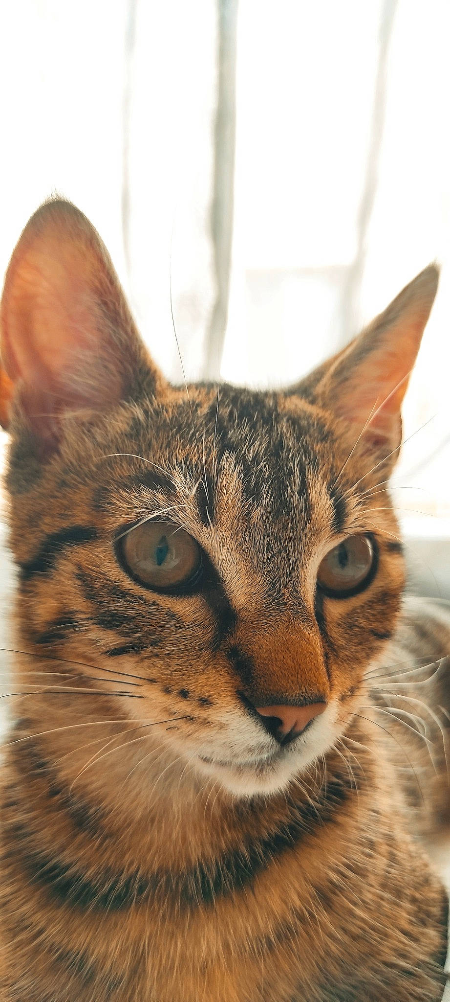 Satan participe au concours pour gagner de l'argent avec cette photo : carnivore, cat, close_up, domestic_short_haired_cat, ear, felidae, fur, small_to_medium_sized_cats, snout, terrestrial_animal, whiskers, wildlife