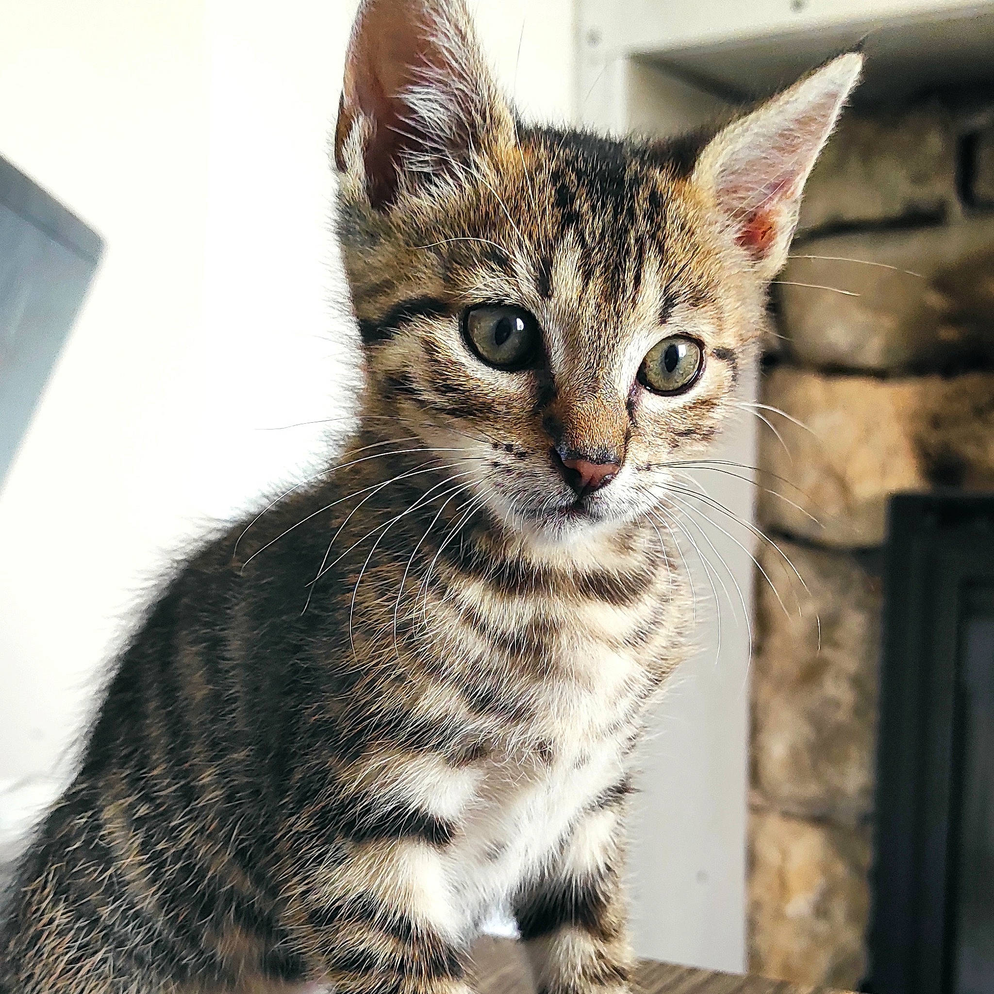 Satan participe au concours pour gagner de l'argent avec cette photo : art, carnivore, cat, claw, domestic_short_haired_cat, felidae, fur, paw, sitting, small_to_medium_sized_cats, snout, tail, terrestrial_animal, whiskers, wildlife